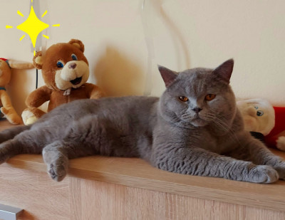 Motan british shorthair foto