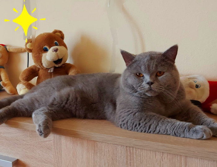 Monta Motan british shorthair