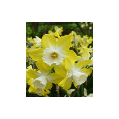 Narcise Narcissus, Pipit, Galben/Alb, 12/14, 1 Bulb