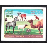 IRAQ 2003 FAUNA ANIMALE DOMESTICE