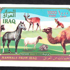IRAQ 2003 FAUNA ANIMALE DOMESTICE