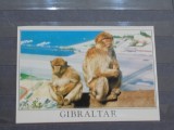 GIBRALTAR - CELEBRELE MAIMUTE, SINGURELE IN LIBERTATE DIN EUROPA DE PE STANCA -, Necirculata, Fotografie