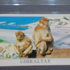 GIBRALTAR - CELEBRELE MAIMUTE, SINGURELE IN LIBERTATE DIN EUROPA DE PE STANCA -