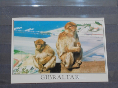 GIBRALTAR - CELEBRELE MAIMUTE, SINGURELE IN LIBERTATE DIN EUROPA DE PE STANCA - foto