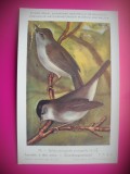 HOPCT 6272 SYLVIA ATRICAPILLA ATRICAPILLA -PASARI-FAUNA EUROPA-CP CHROMO LITHO -MUZEUL REGAL STIINTE NATURALE BELGIA-NECIRCULATA, Printata
