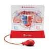Set educativ copii - Cum functioneaza inima, Learning Resources