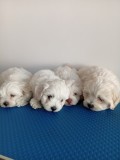 Bichon maltez