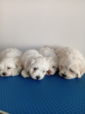 Bichon maltez