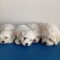 Bichon maltez