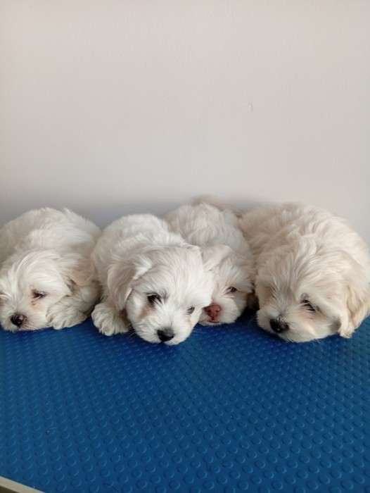Bichon maltez