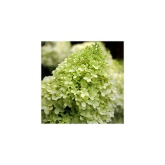 Hortensie, Hydrangea panic. Limelight PBR C2