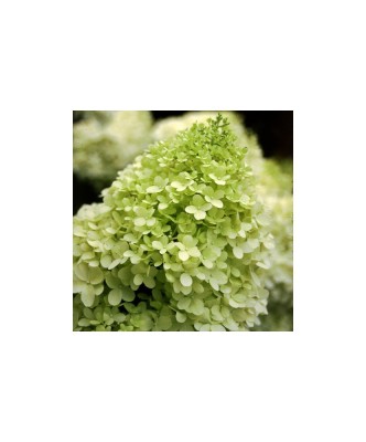 Hortensie, Hydrangea panic. Limelight PBR C2 foto
