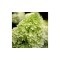 Hortensie, Hydrangea panic. Limelight PBR C2