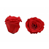 Trandafiri Criogenati Roseamour, Marime XL, Rosu