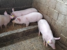 Purcei pentru doritori foto