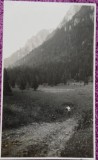 Fotografie, Poiana Costilei, spre Omul prin Valea Cerbului, august 1930