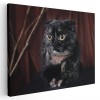 Tablou pisica neagra Scottish Fold Tablou canvas pe panza CU RAMA 80x120 cm