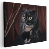 Tablou pisica neagra Scottish Fold Tablou canvas pe panza CU RAMA 60x80 cm