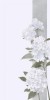 Husa Personalizata ALLVIEW P9 Energy Lite White Flowers