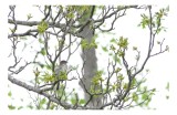Tablou Canvas, "Pasărea și primăvara &icirc;nmugurită", Pasăre, Ramuri, Frunziș, Verde, Primăvară, Cer, Natură, Pădure., 39 x 26 cm, CMCLASS