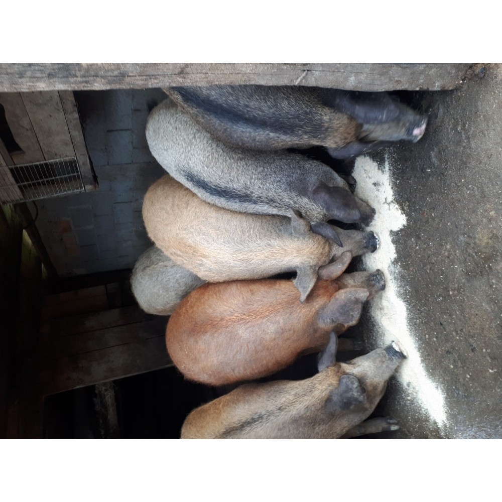 Vand porci mangalita | arhiva Okazii.ro