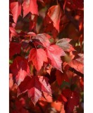 Acer rubrum &#039;Red Sunset&#039; &ndash; Arțar roșu &#039;Red Sunset&#039;, frunze roșii toamna, plantă la ghiveci 10 cm