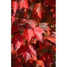 Acer rubrum &#039;Red Sunset&#039; &ndash; Arțar roșu &#039;Red Sunset&#039;, frunze roșii toamna, plantă la ghiveci 10 cm