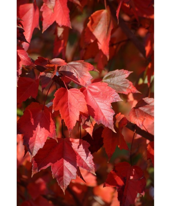 Acer rubrum &#039;Red Sunset&#039; &ndash; Arțar roșu &#039;Red Sunset&#039;, frunze roșii toamna, plantă la ghiveci 10 cm