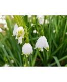 Ghiocei de vara Leucojum, Aestivum, Alb, 12/+, 1 Bulb
