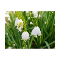 Ghiocei de vara Leucojum, Aestivum, Alb, 12/+, 1 Bulb