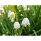 Ghiocei de vara Leucojum, Aestivum, Alb, 12/+, 1 Bulb