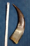 Corn de taur sau bivol 25 cm. cu urme de adeziv
