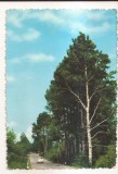 FA145 -Carte Postala - ITALIA - Gambarie D'Aspromonte. Stazione climatica estiva e invernale, circulata