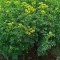 RUTA GRAVEOLENS / virnant . 10 seminte in pachet