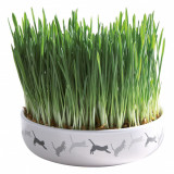 Trixie Castron ceramic cu iarbă pentru pisici 15 x 4 cm / 50 g