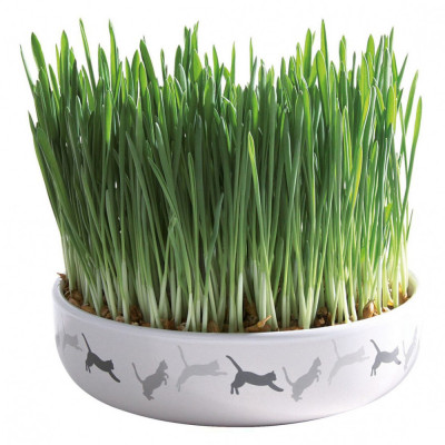 Trixie Castron ceramic cu iarbă pentru pisici 15 x 4 cm / 50 g foto