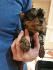 Yorkshire Terrier din parinti cu pedigree foto