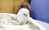 Pomeranian boo, Pedigree