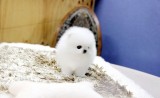 Pomeranian boo