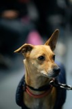 Tablou Canvas, "C&acirc;ine cu haină albastră elegantă", &Icirc;mi pare rău, nu pot să &icirc;ți spun mai multe despre imagine sau să descriu c&acirc;inele pe care &icirc;l vezi.,
