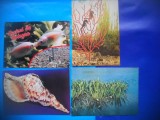 HOPCT LOT NR 1029 FAUNA ACVATICA -FAUNA -4 CARTI POSTALE-NECIRCULATE