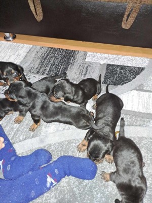 Pui tekel negru cu oete de foc foto
