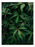 Tablou Canvas, "Frumusețea ploii printre frunze verzi", Frunze, Verde, Picături, Plante, Natură, Prospețime, Abundență, Textură, Viu, Lucios, 26 x 39