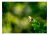 Tablou Canvas, "Fluture pe frunzele verzi scăldate de soare", Fluture, Frunze, Lumină, Verde, Natură, Bokeh, Aripi, Fragilitate, 39 x 26 cm, CMCLASS