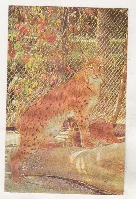 bnk cp Ris - carte postala necirculata foto