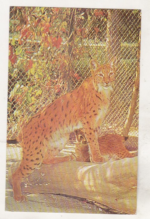 bnk cp Ris - carte postala necirculata