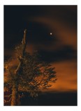 Tablou Canvas, "Umbră și Lună pe cerul nocturn", Stea, Cer, Copac, Noapte, Mister, Lumină, Rădăcini., 26 x 39 cm, CMCLASS