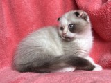 Pisicuță Scottish Fold, cu Pedigree. Poze reale