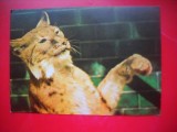 HOPCT 14873 RIS [ LYNX LYNX] FELINE - -FAUNA - -NECIRCULATA