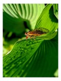 Tablou Canvas, "Cicada odihnindu-se pe frunză verde", Cicada, Frunza, Verde, Aripi, Detaliu, Natură, Lumină, Textură, Contrast, Insectă, 26 x 39 cm, C
